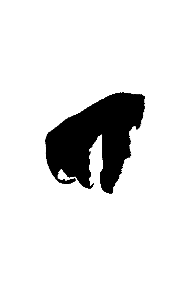 Poel