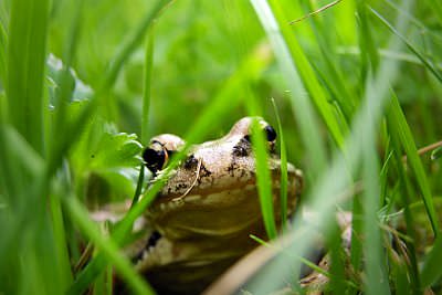 Frosch