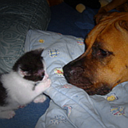 HundKatze
