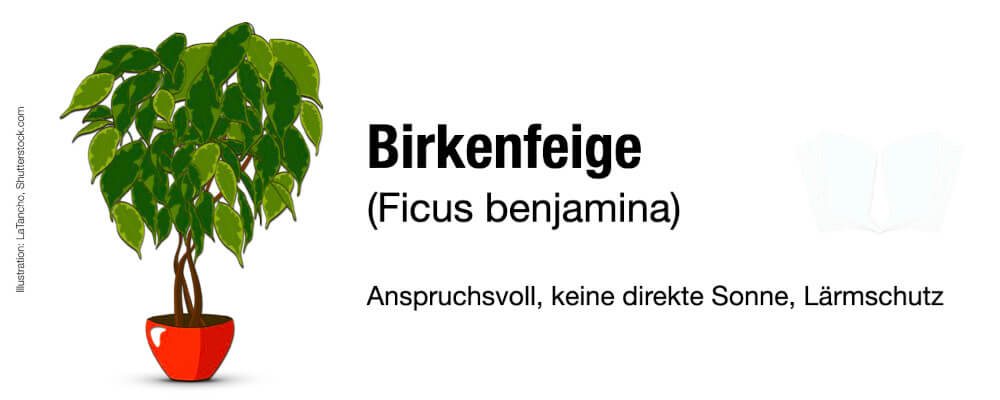 Büropflanzen Pflegeleicht wenig Licht Zimmer Birkenfeige Ficus Benjamina