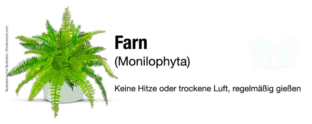 Büropflanzen Pflegeleicht wenig Licht Zimmer Farn Monilophyta