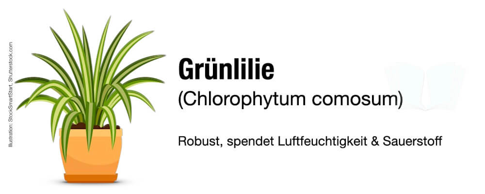 Büropflanzen Pflegeleicht wenig Licht Zimmer Gruenlilie Chlorophytum Comosum