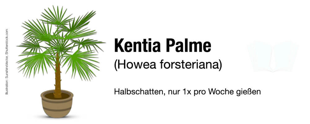 Büropflanzen Pflegeleicht wenig Licht Zimmer Kentia Palme Howea Forsteriana