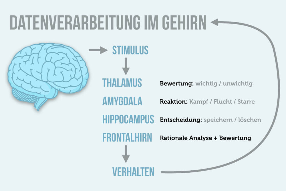 Lernen Durch Beobachtung Gehirn Verhalten