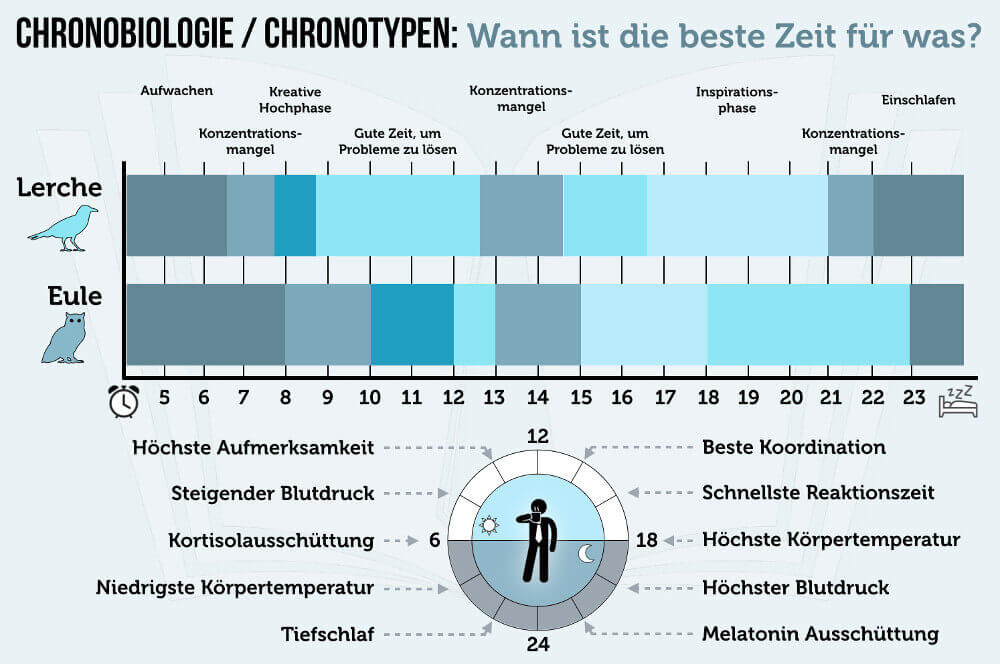 Chronobiologie Chronotypen Eule Lerche Biorhythmus Grafik