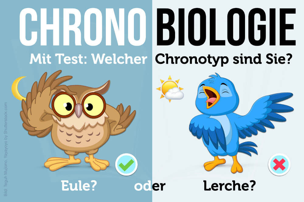 Chronobiologie: Wie Chronotypen die innere Uhr besser nutzen