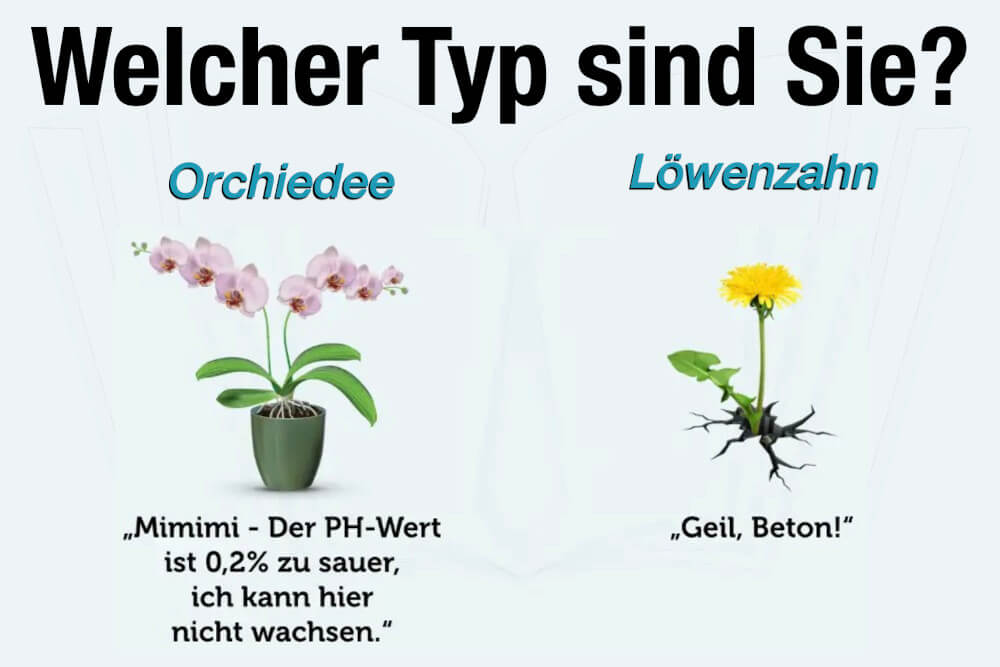 Orchidee Loewenzahn Unterschied Jammen Staerke Spruch