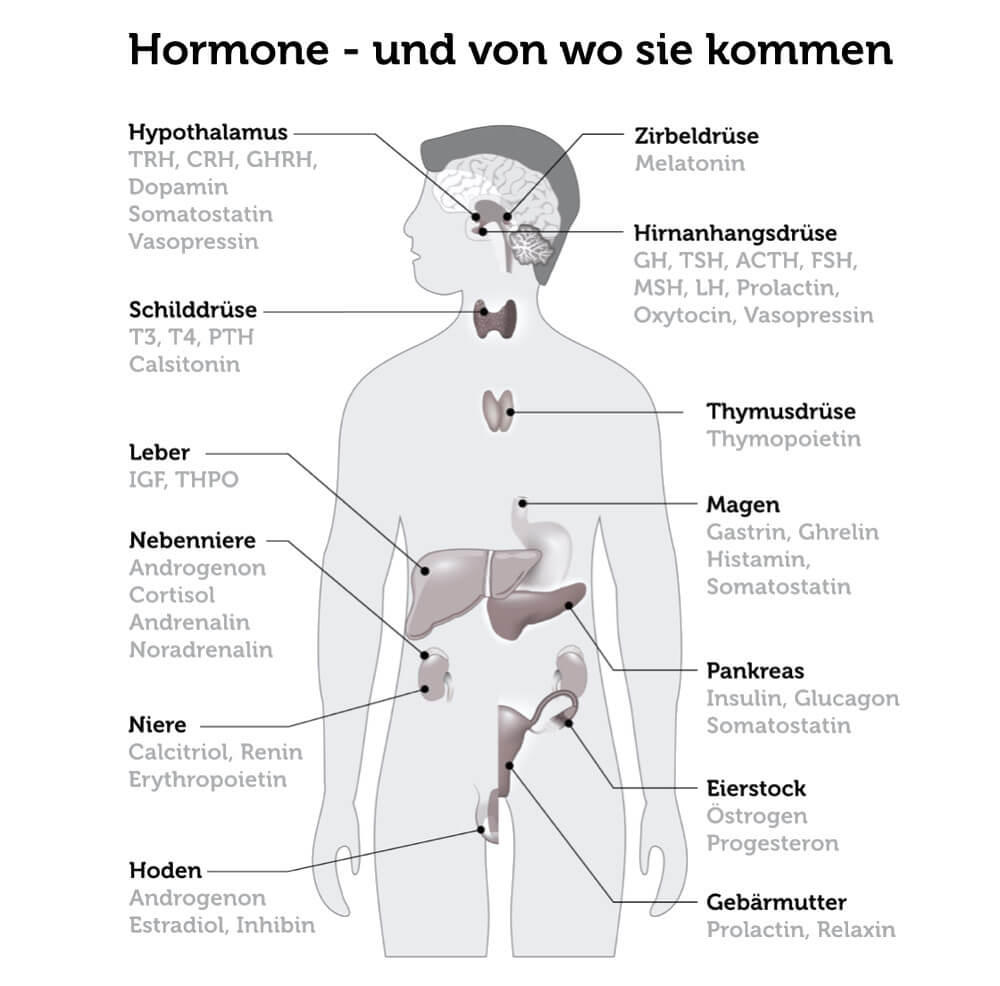 Gummiband Effekt Hormone Koerper Stress
