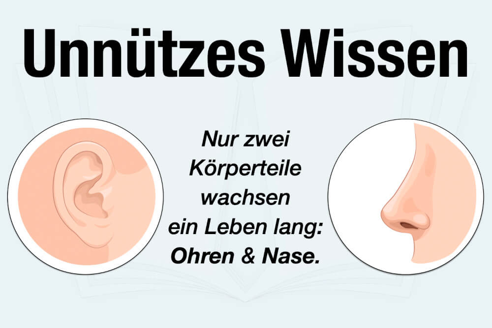 Unnützes Wissen Körper Ohren Nase Kurioser Fakt